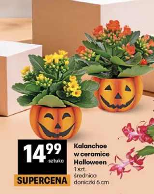 Kalanchoe w ceramice Halloween promocja w Delikatesy Centrum