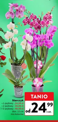 Storczyk 3-pędowy doniczkowy 12 cm promocja w Intermarche
