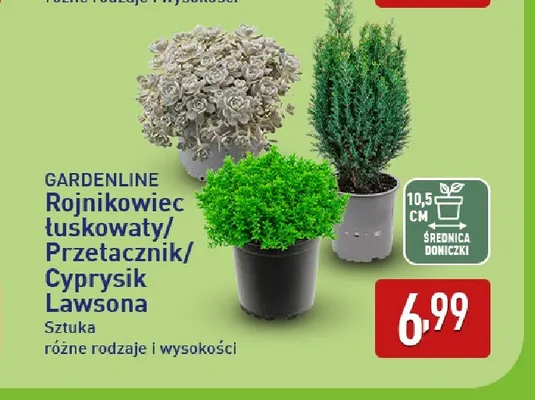 Rojnikowiec łuskowaty Gardenline promocja w Aldi