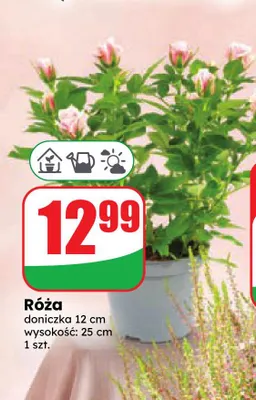 Róża promocja w Dino