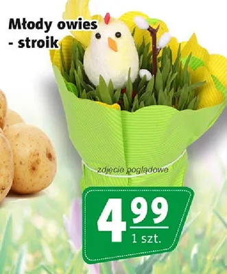 Młody owies - stroik promocja w Prim Market