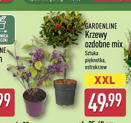 Krzew ozdobny pięknotka Gardenline promocja w Aldi