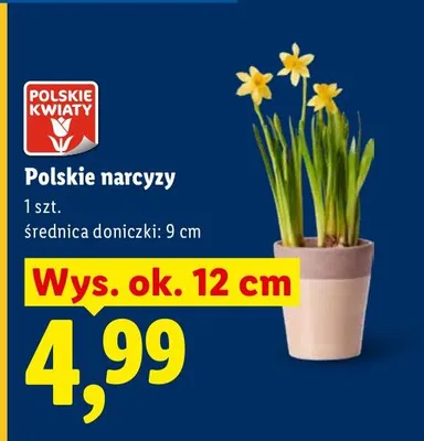 Polskie narcyzy promocja w Lidl