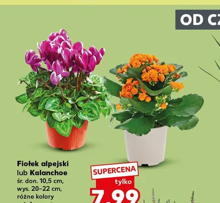 Kalanchoe promocja w Kaufland