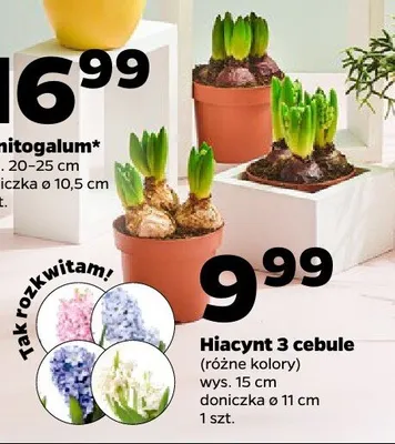 Ornitogalum promocja w Netto