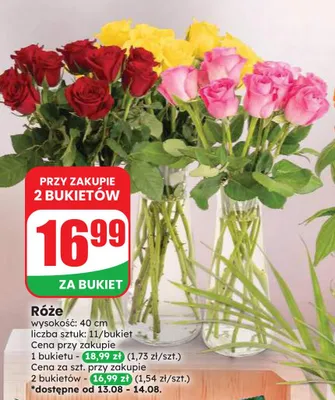 Róże promocja w Dino