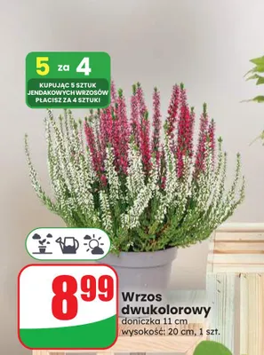 Wrzos dwukolorowy doniczka 11 cm wysokość 20 promocja w Dino