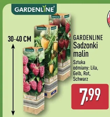 Sadzonki malin Gardenline odmiany Lila promocja w Aldi