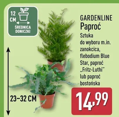 Paproć GARDENLINE promocja w Aldi