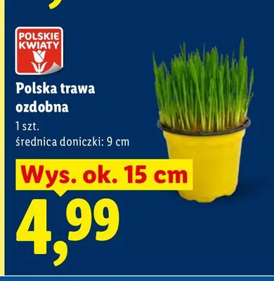 Polska trawa ozdobna promocja w Lidl