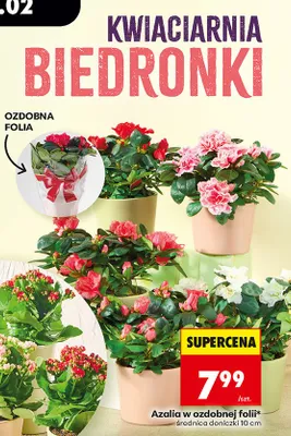 Azalia w ozdobnej folii różne kolory promocja w Biedronka