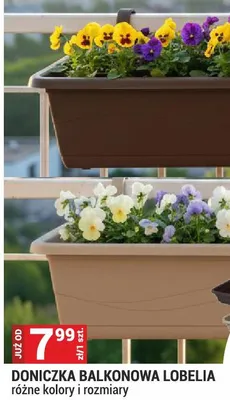 Doniczka balkonowa Lobelia różne kolory i rozmiary promocja w Merkury Market