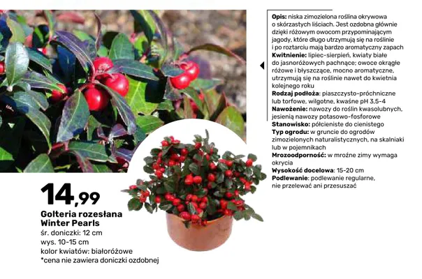 Golteria rozesłana Winter Pearls promocja w Bricomarche
