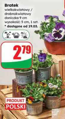 Bratek wielkokwiatowy / drobnokwiatowy doniczka 9 cm wysokość: 5 cm promocja w Dino