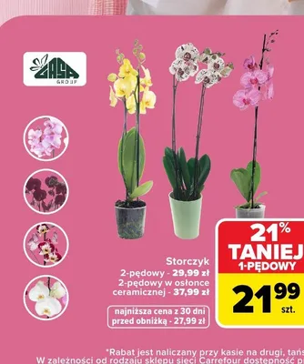 Storczyk 2-pędowy w osłonce ceramicznej Gasa Group promocja w Carrefour