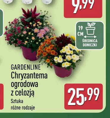 Chryzantema ogrodowa z celozją Gardenline promocja w Aldi