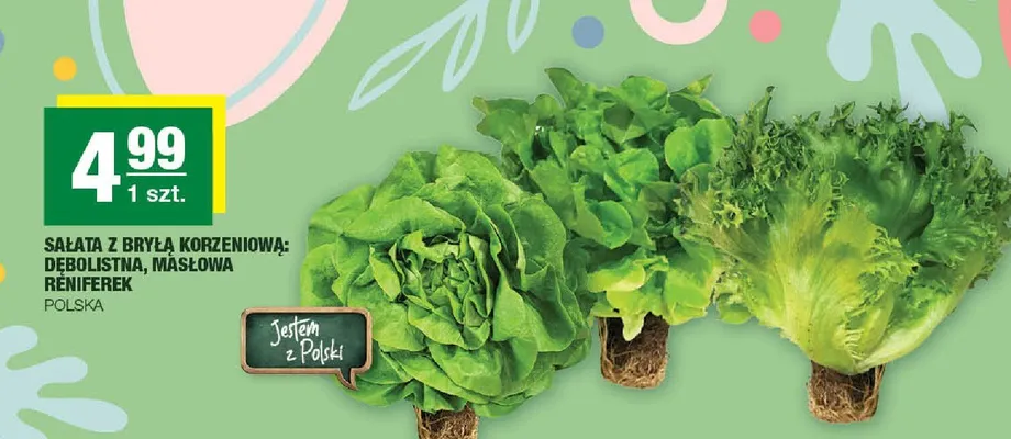 Sałata z bryłą korzeniową: dębolistna, masłowa, réniferek promocja w SPAR