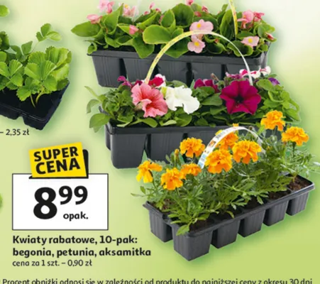 Kwiaty rabatowe 10-pak: begonia, petunia, aksamitka promocja w Auchan