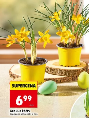 Krokus żółty średnica doniczki 9 cm promocja w Biedronka