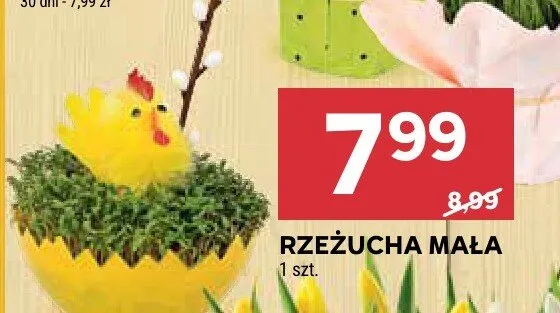 Rzeżucha mała promocja w Stokrotka