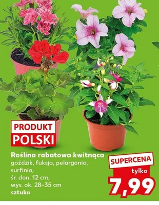 Roślina rabatowa kwitnąca goździk śr. don. 12cm wys. ok. 28-35cm promocja w Kaufland