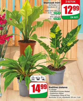 Roślina zielona Zielistka Princess Mabel promocja w Dino