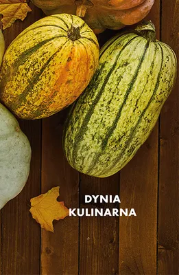 Dynia kulinarna promocja w Biedronka