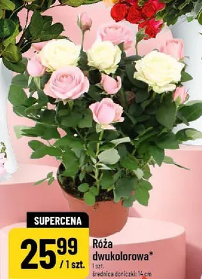 Róża dwukolorowa średnica doniczki 14cm promocja w POLOmarket