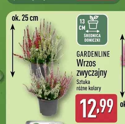Wrzos zwyczajny Gardenline promocja w Aldi