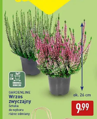 Wrzos zwyczajny Gardenline promocja w Aldi