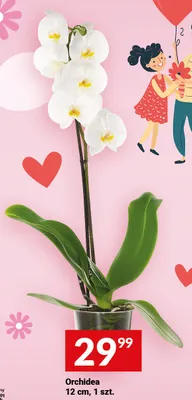 Orchidea 12cm promocja w Twój Market