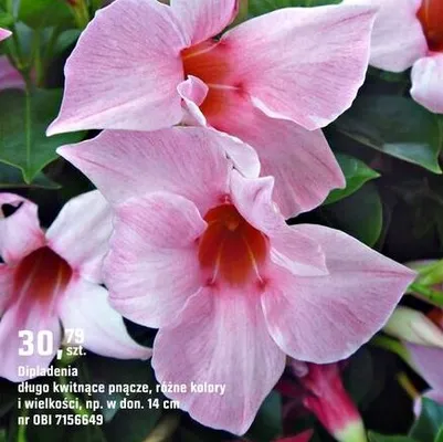 Roślina Dipladenia promocja w OBI