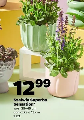 Szałwia Superba Sensation wys. 35-45cm doniczka ø 13cm promocja w Netto