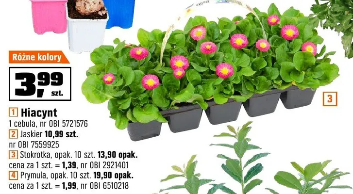 Hiacynt 1 cebula promocja w OBI