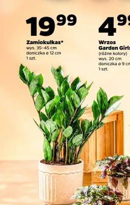 Zamiokulkas promocja w Netto
