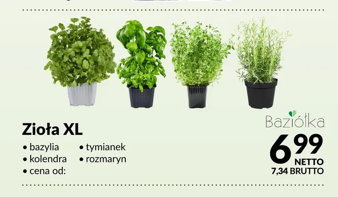 Bazylia świeża XL Baziółka promocja w Makro