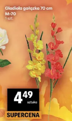 Gladiola gałązka 70 cm M-70 promocja w Delikatesy Centrum