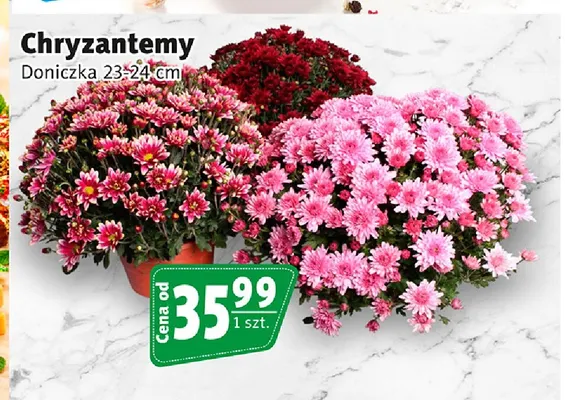 Chryzantemy doniczka 23-24 cm promocja w Prim Market