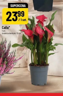 Calla promocja w POLOmarket