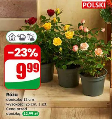 Róża doniczka 12cm promocja w Dino