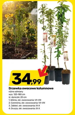Drzewko owocowe kolumnowe Wiśnia promocja w Bricomarche