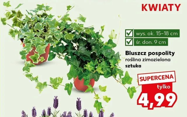 Bluszcz pospolity roślina zimozielona promocja w Kaufland