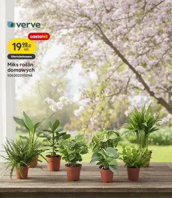 Miks roślin domowych promocja w Castorama
