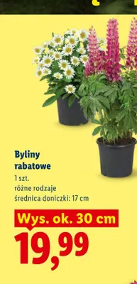 Byliny rabatowe promocja w Lidl