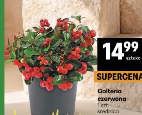 Golteria czerwona promocja w Delikatesy Centrum