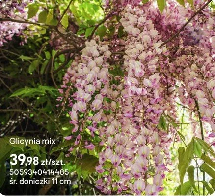 Glicynia mix promocja w Castorama