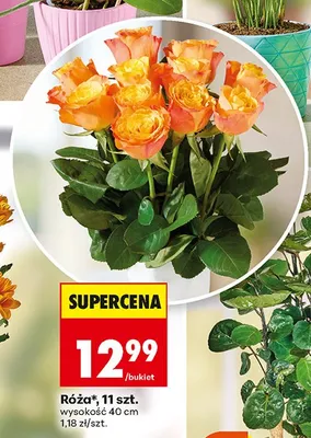 Róża 11-pak promocja w Biedronka