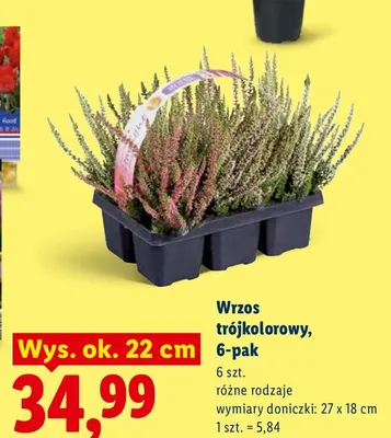 Wrzos trójkolorowy 6-pak promocja w Lidl