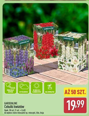 Cebulki kwiatów promocja w Aldi