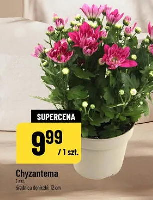 Chyzantema promocja w POLOmarket